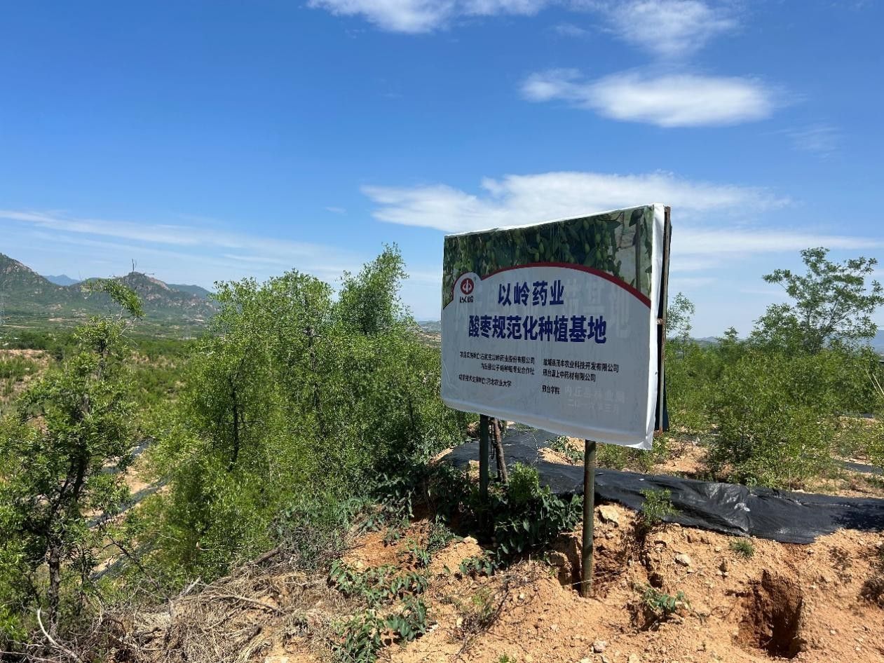 以岭健康依托全国首个通过GAP延伸检查的酸枣仁基地，打造晚必安系列高品质产品