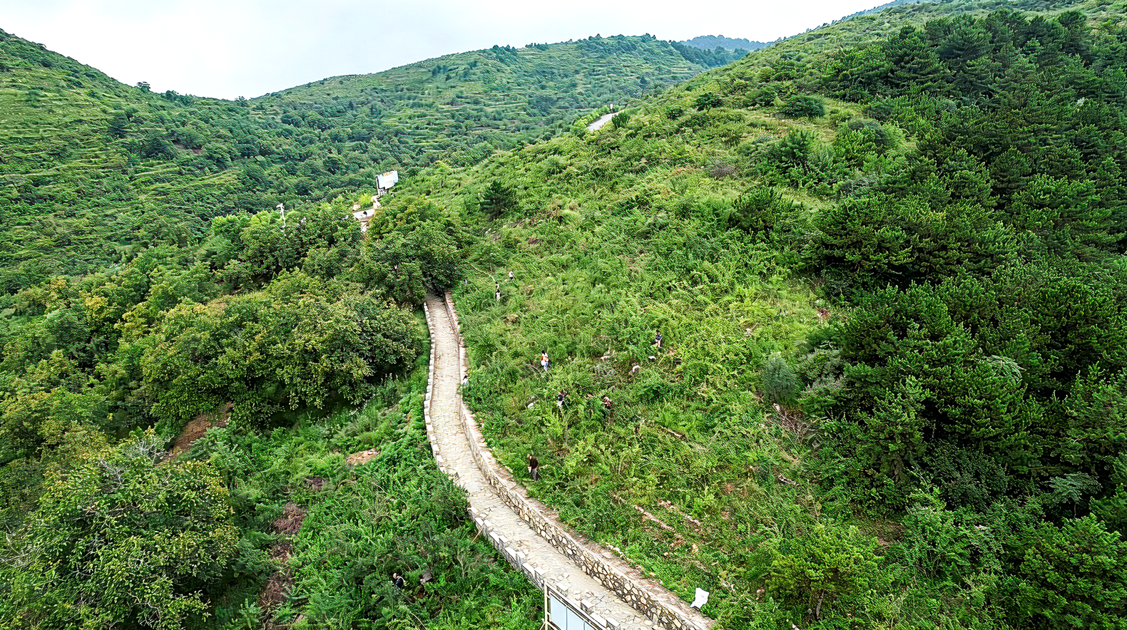 探访以岭GAP连翘基地：连花品牌的道地药材源头&ldquo;答卷&rdquo;